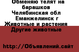 Обменяю телят на барашков - Челябинская обл., Еманжелинск г. Животные и растения » Другие животные   